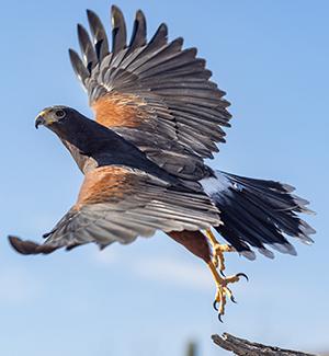 A Harris's hawk in flight